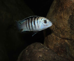 Labidochromis sp. 'nkali'